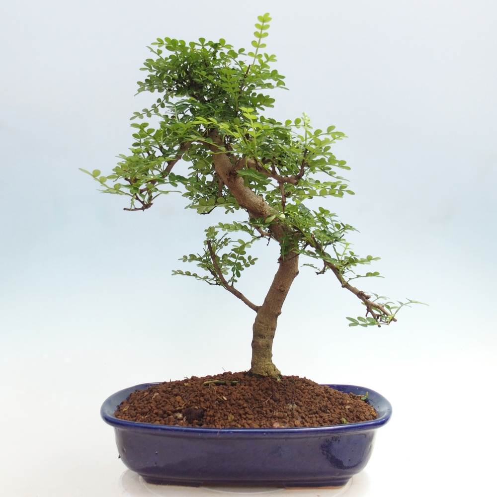 Pokojová bonsai - Zantoxylum piperitum - pepřovník