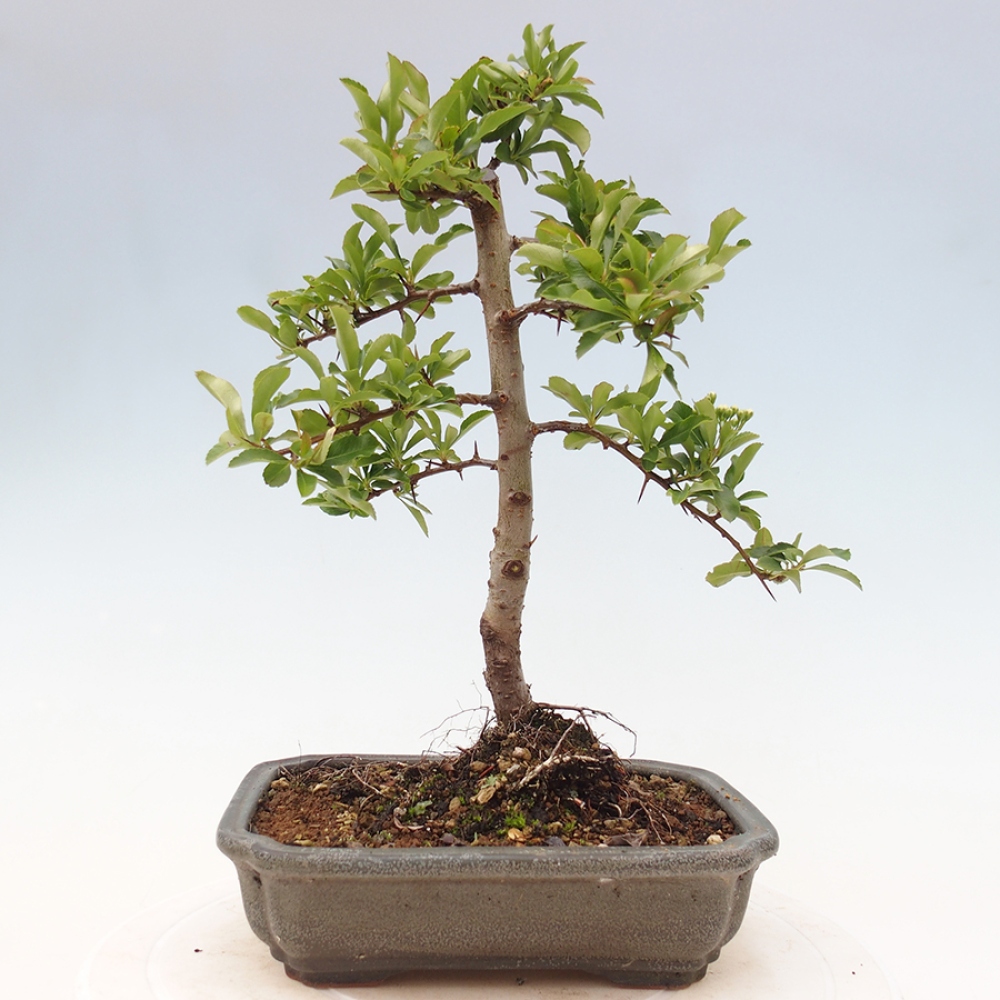 Venkovní bonsai-Pyracanta Teton -Hlohyně