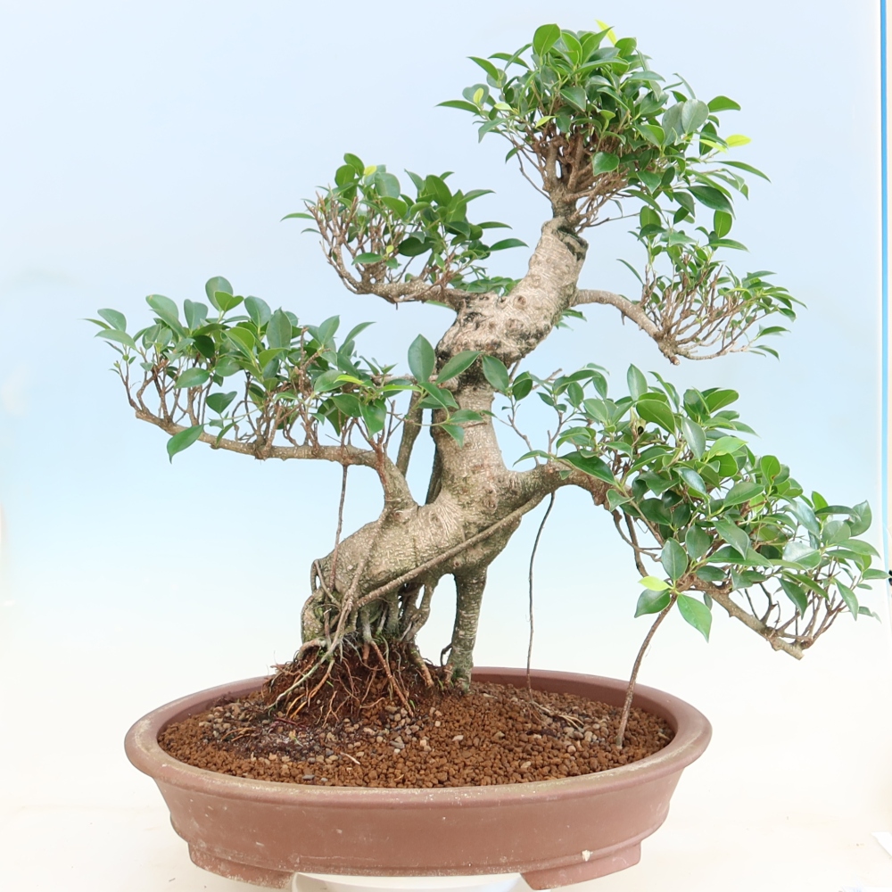 Pokojová bonsai - Ficus kimmen -  malolistý fíkus
