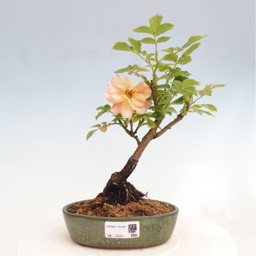 Venkovní bonsai - Rosa Kordes -  růže