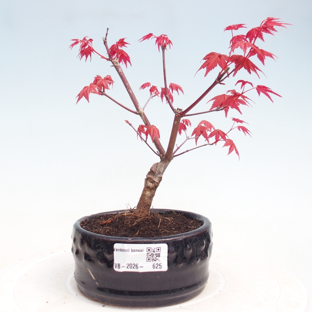 Venkovní bonsai - Javor dlanitolistý - Acer palmatum DESHOJO