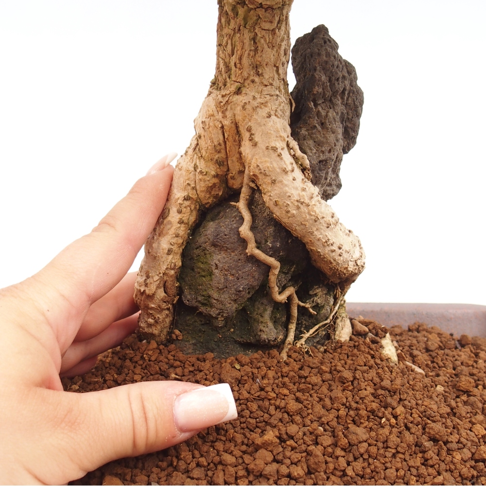 Venkovní bonsai - Berberis coreana - Dřištál korejský