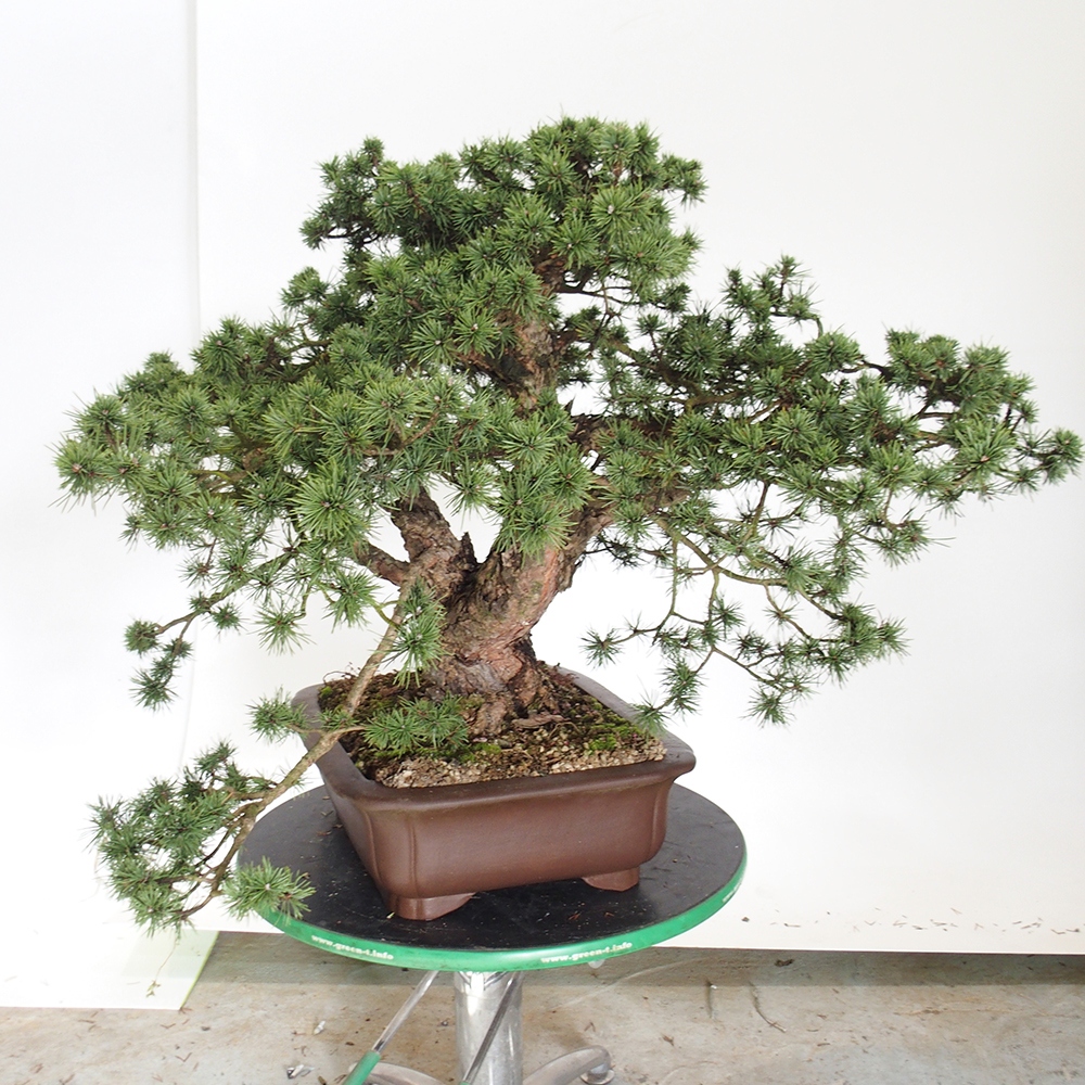 Yamadori - Pinus sylvestris Španělsko