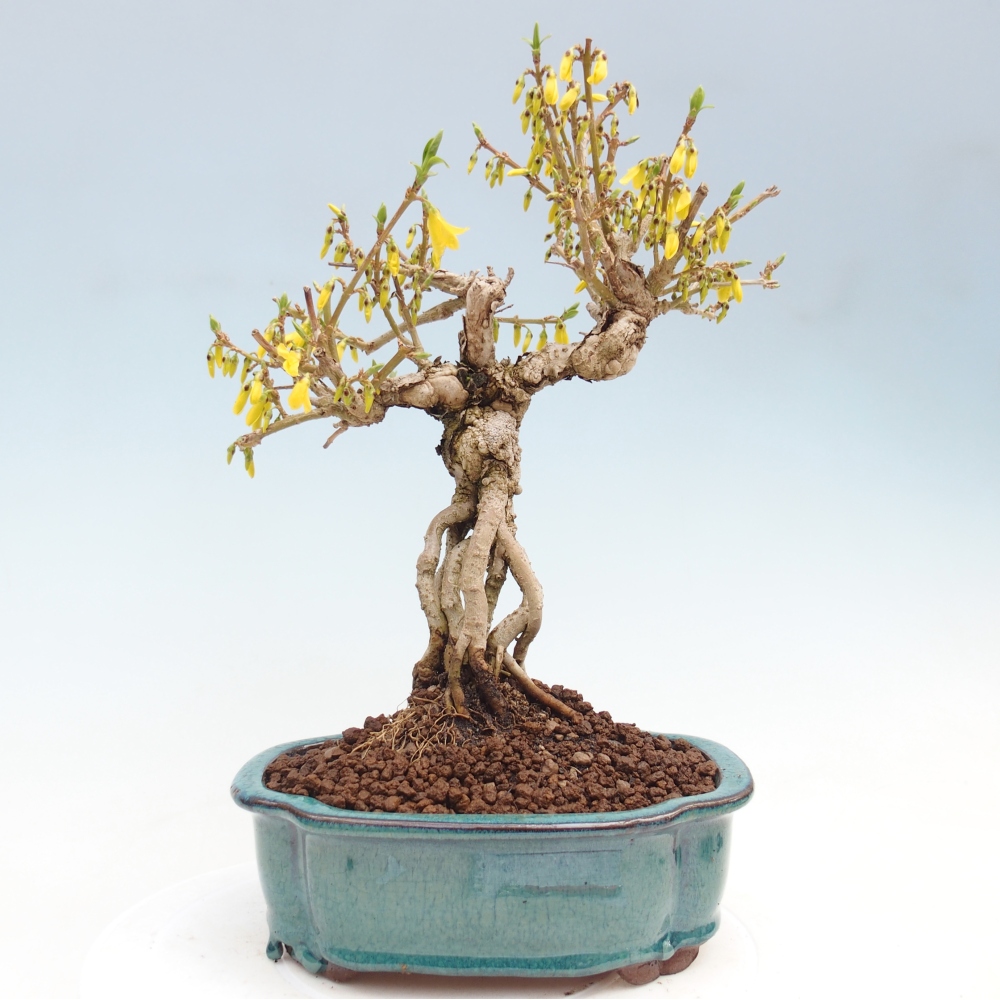 Venkovní bonsai - Zlatice - Forsythia koreana