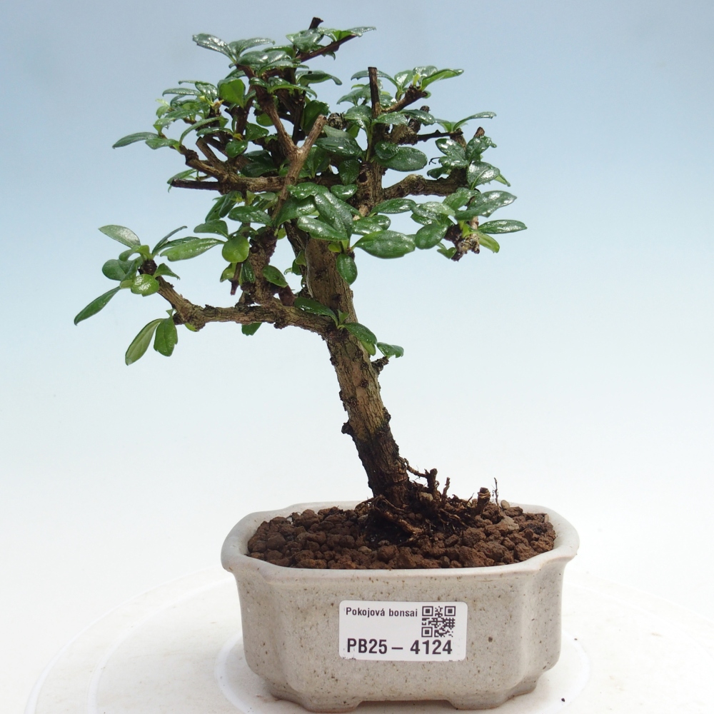 Pokojová bonsai - Carmona macrophylla - Čaj fuki