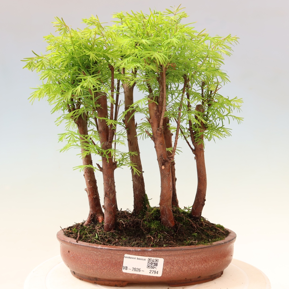 Venkovní bonsai - Metasequoia glyptostroboides - Metasekvoje čínská - lesík
