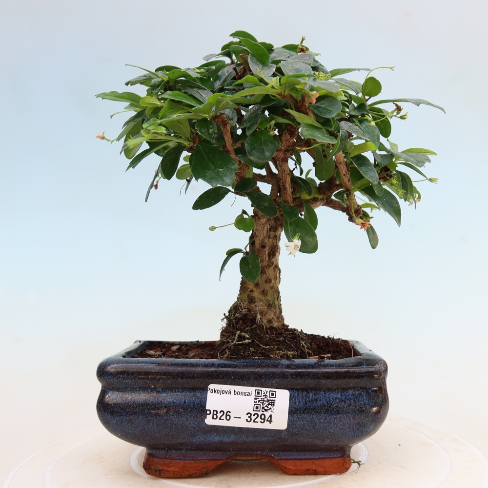 Pokojová bonsai - Carmona macrophylla - Čaj fuki