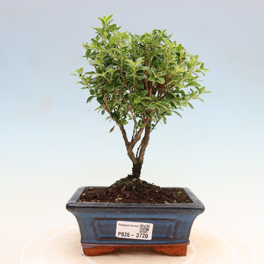 Pokojová bonsai - Serissa foetida Variegata - Strom tisíce hvězd