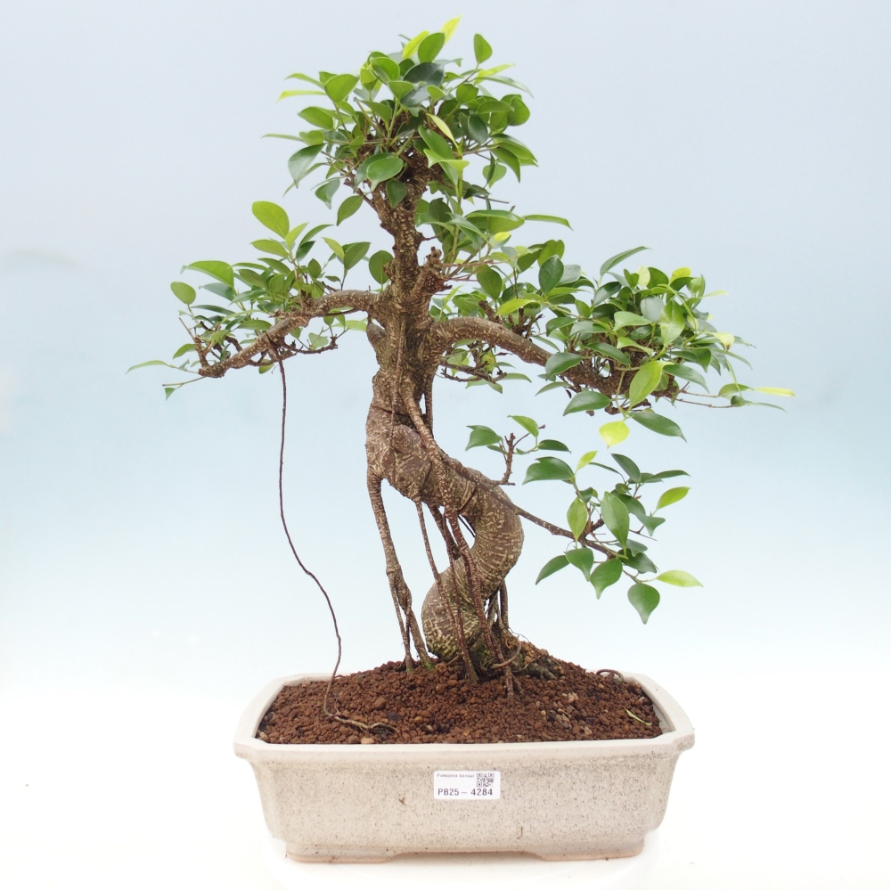 Pokojová bonsai - Ficus retusa -  malolistý fíkus