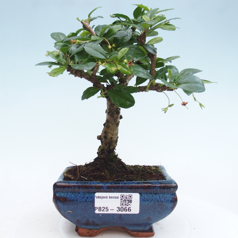 Pokojová bonsai - Carmona macrophylla - Čaj fuki