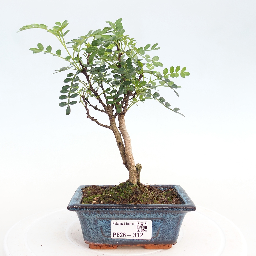 Pokojová bonsai - Zantoxylum piperitum - pepřovník