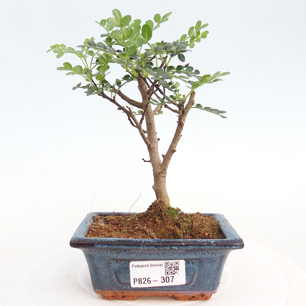 Pokojová bonsai - Zantoxylum piperitum - pepřovník