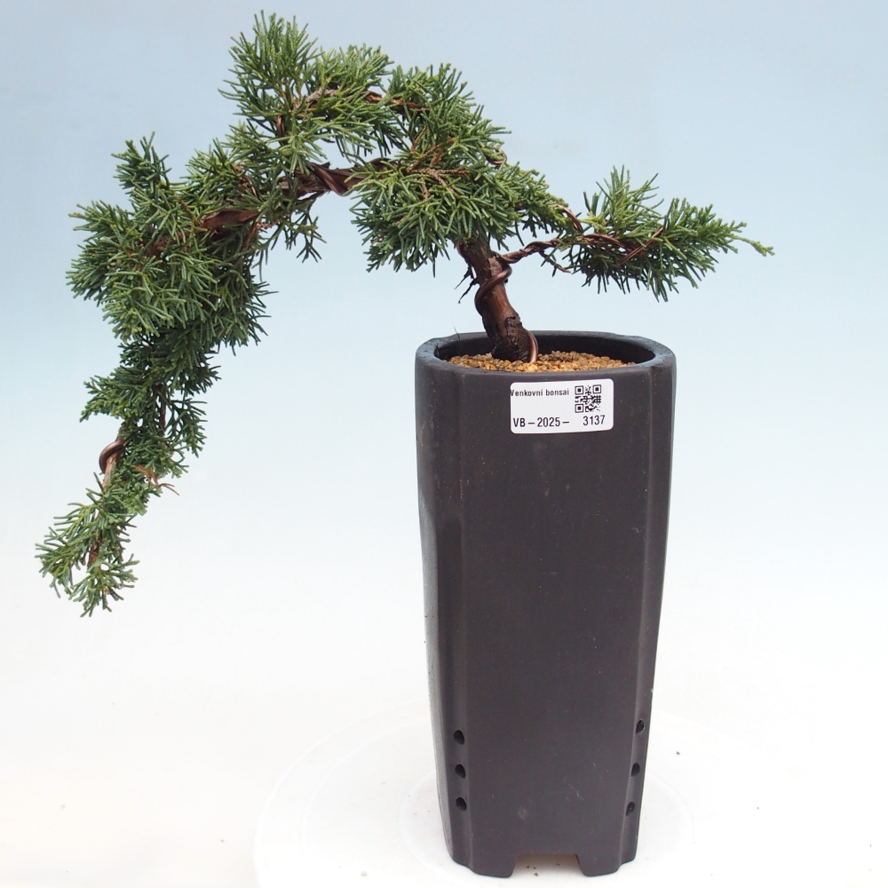 Venkovní bonsai - Juniperus chinensis Kishu -Jalovec čínský