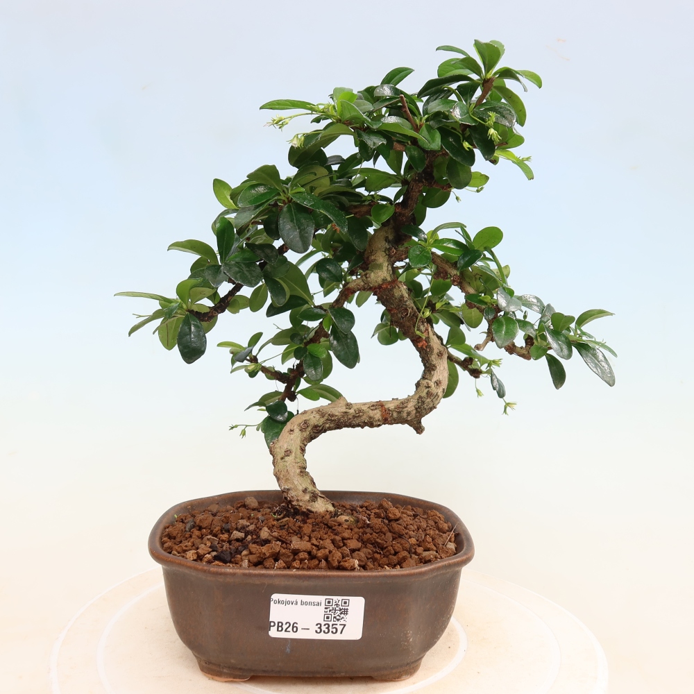 Pokojová bonsai - Carmona macrophylla - Čaj fuki