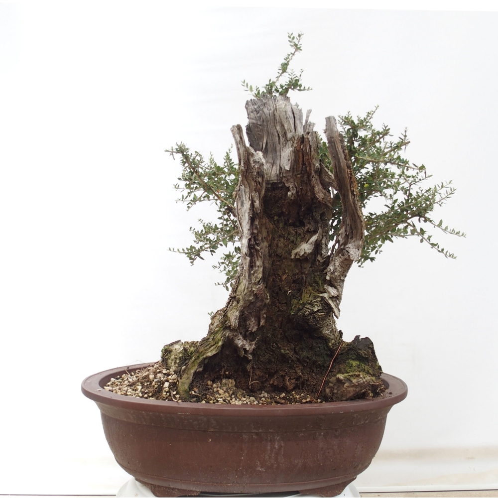 Pokojová bonsai - Olea europaea sylvestris -Oliva evropská drobnolistá