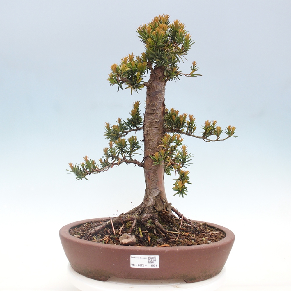 Venkovní bonsai - Taxus cuspidata  - Tis japonský
