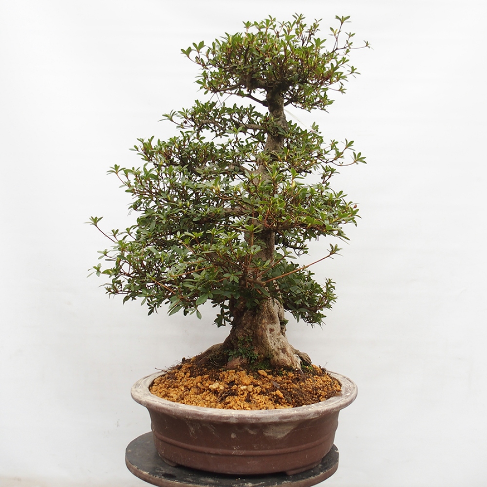 Venkovní bonsai - Japonská azalka - Azalea Byakuren