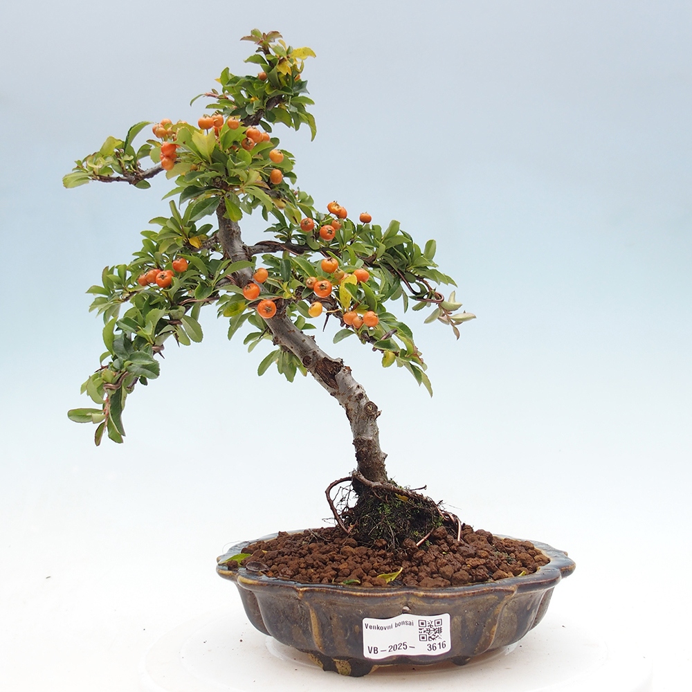Venkovní bonsai-Pyracanta Teton -Hlohyně