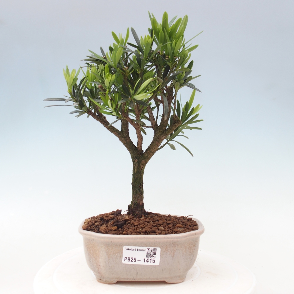 Pokojová bonsai - Podocarpus - Kamenný tis