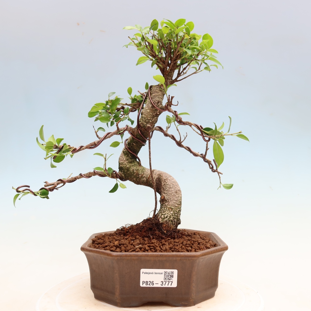 Pokojová bonsai - Ficus kimmen -  malolistý fíkus