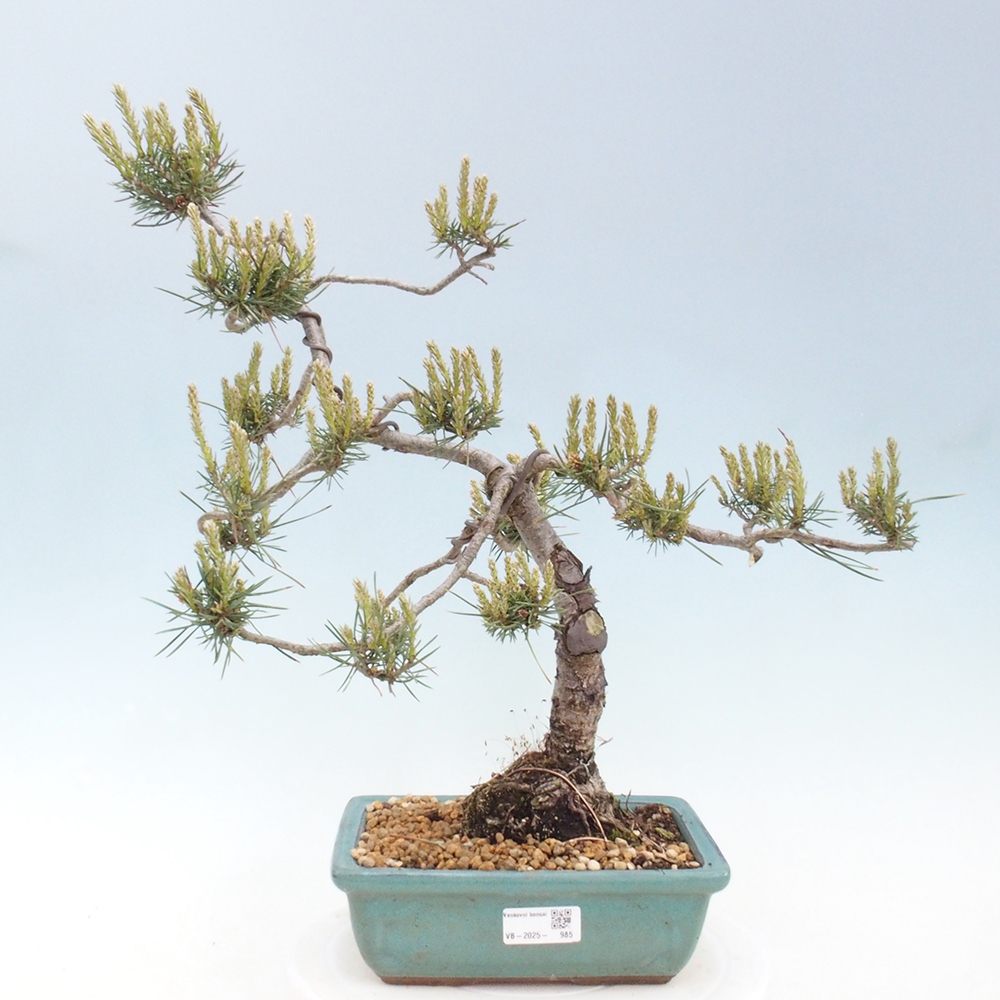 Venkovní bonsai - Pinus Sylvestris Watererri - Borovice lesní