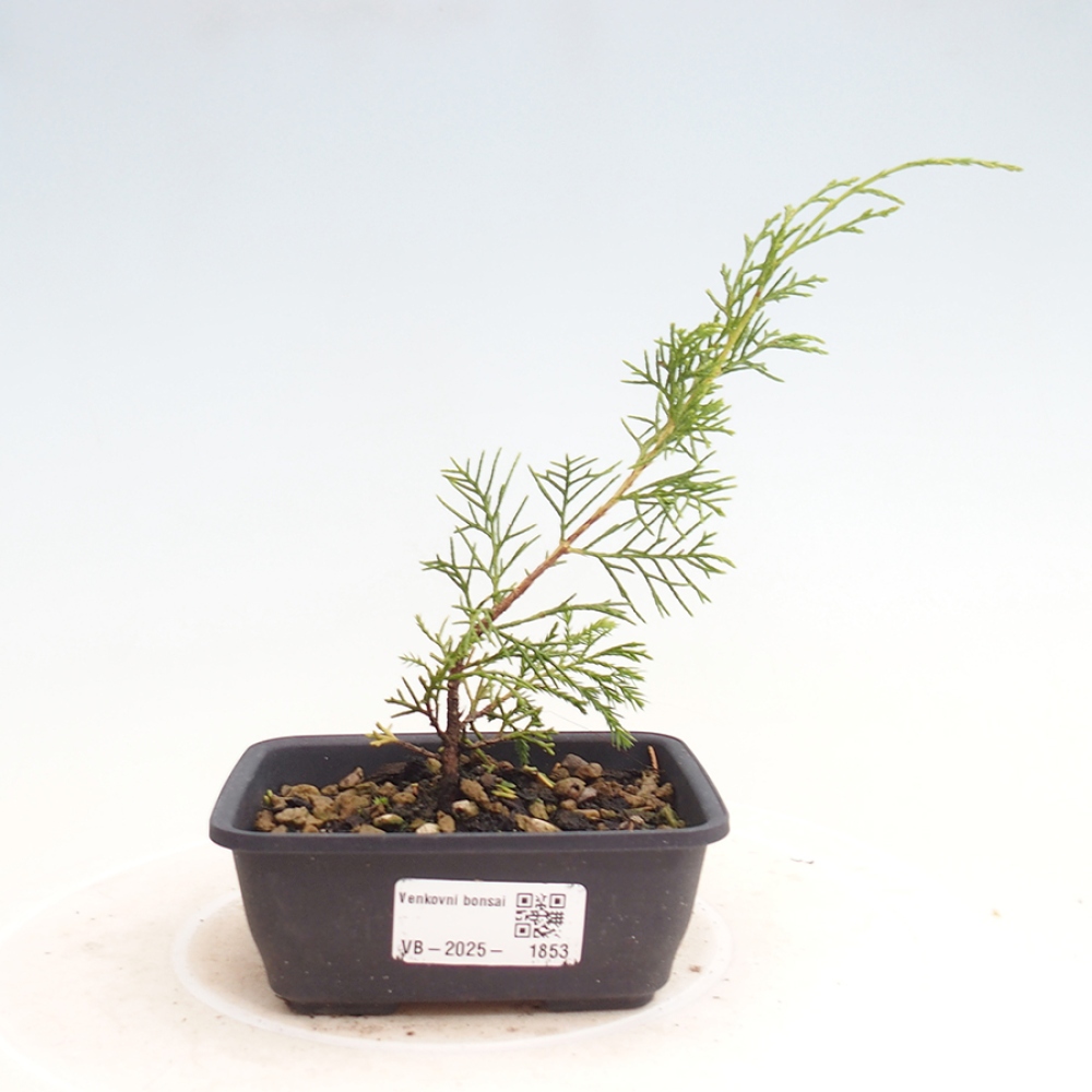Venkovní bonsai - Juniperus chinensis Itoigawa -Jalovec čínský