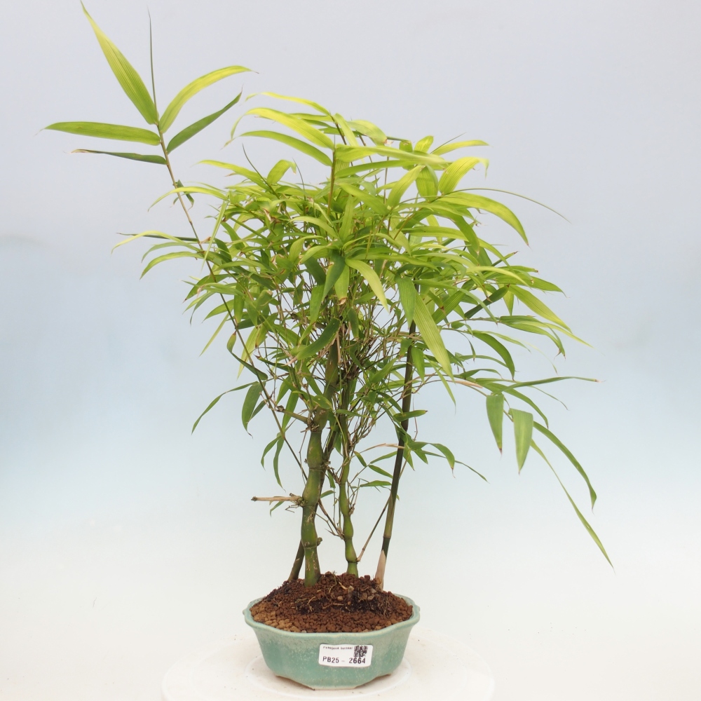 Pokojová bonsai - Bambus budha-Bambus budhovo břicho