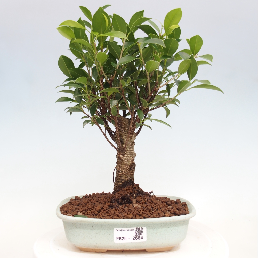 Pokojová bonsai - Ficus retusa -  malolistý fíkus