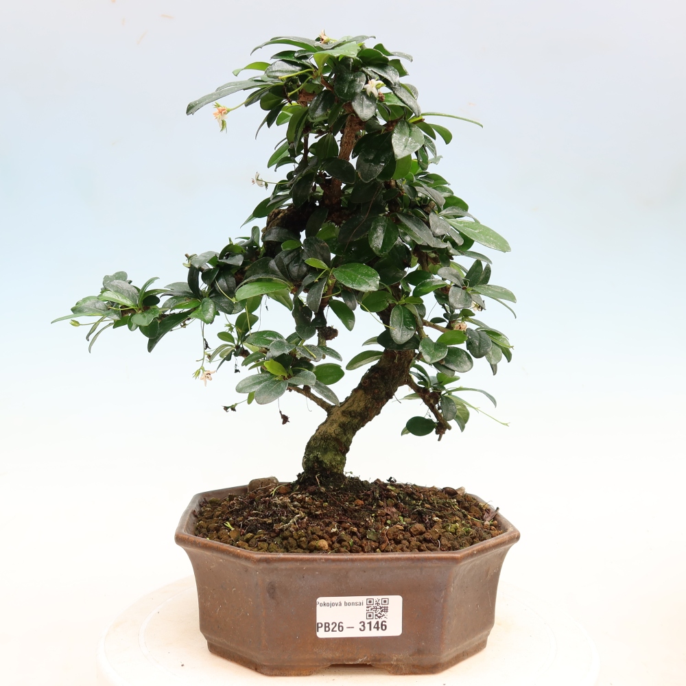 Pokojová bonsai - Carmona macrophylla - Čaj fuki