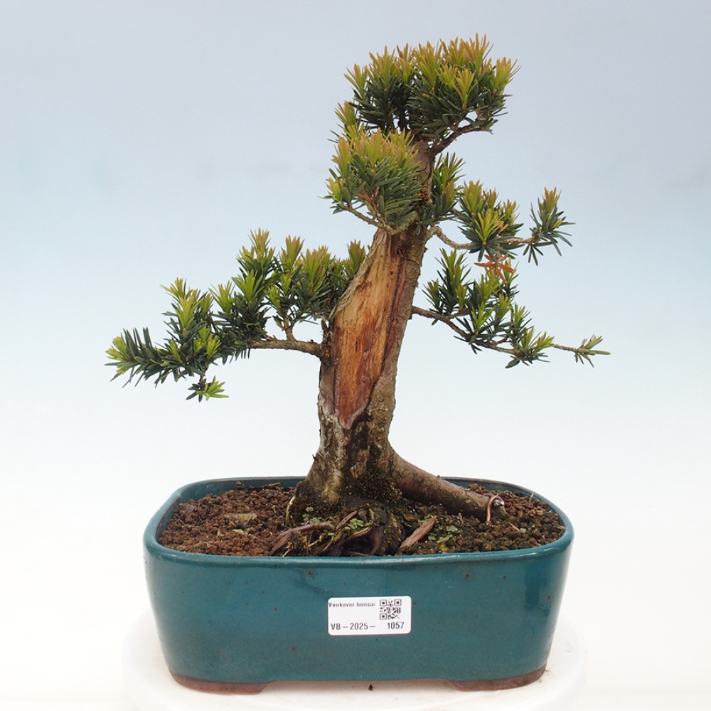 Venkovní bonsai - Taxus cuspidata  - Tis japonský