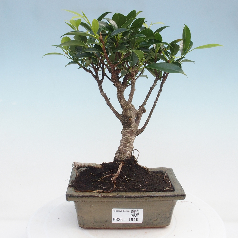 Pokojová bonsai - Ficus retusa -  malolistý fíkus