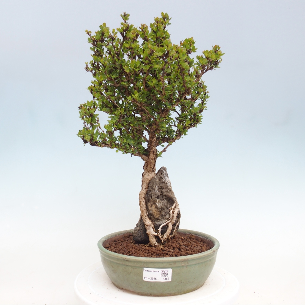 Venkovní bonsai - Berberis coreana - Dřištál korejský