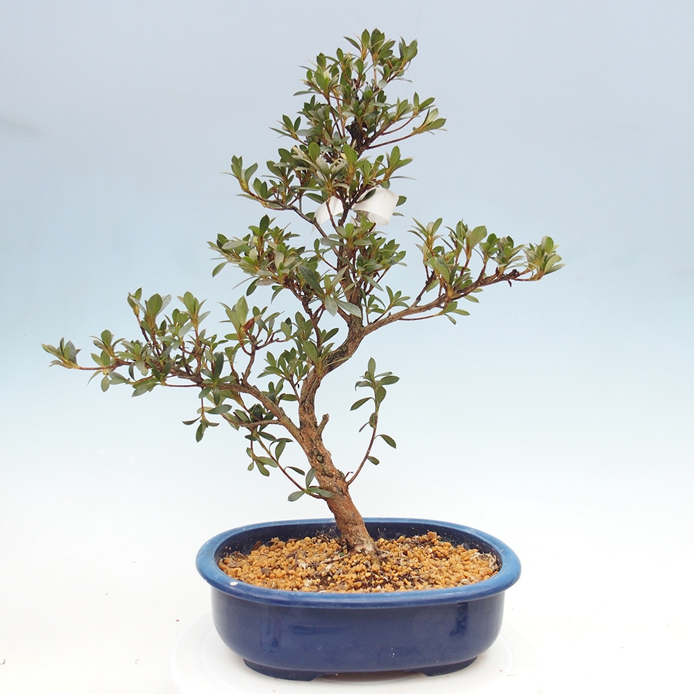 Venkovní bonsai - Japonská azalka - Azalea Reiko