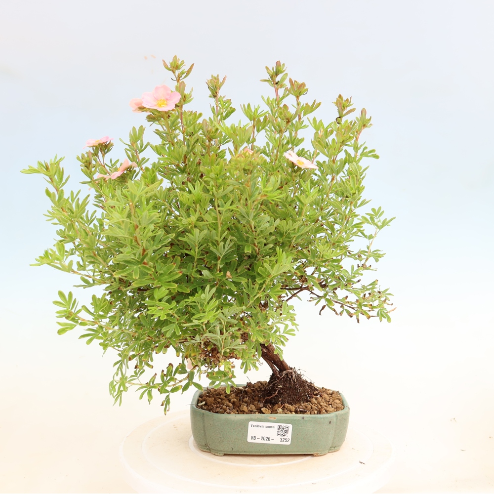 Venkovní bonsai-Mochna křovitá - Potentila fruticosa Bellissima