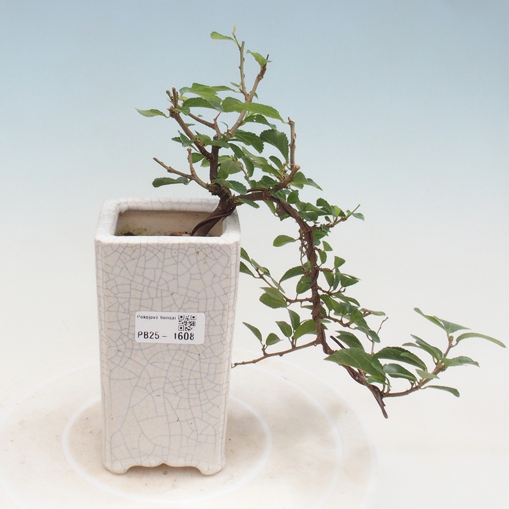 Pokojová bonsai - Grewia occidentalis - Hvězdice levandulová
