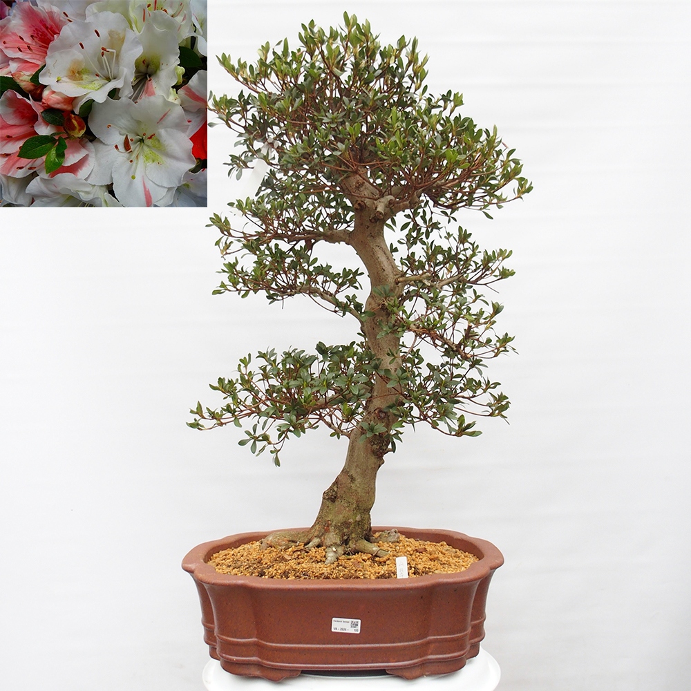 Venkovní bonsai - Japonská azalka - Azalea Sansai