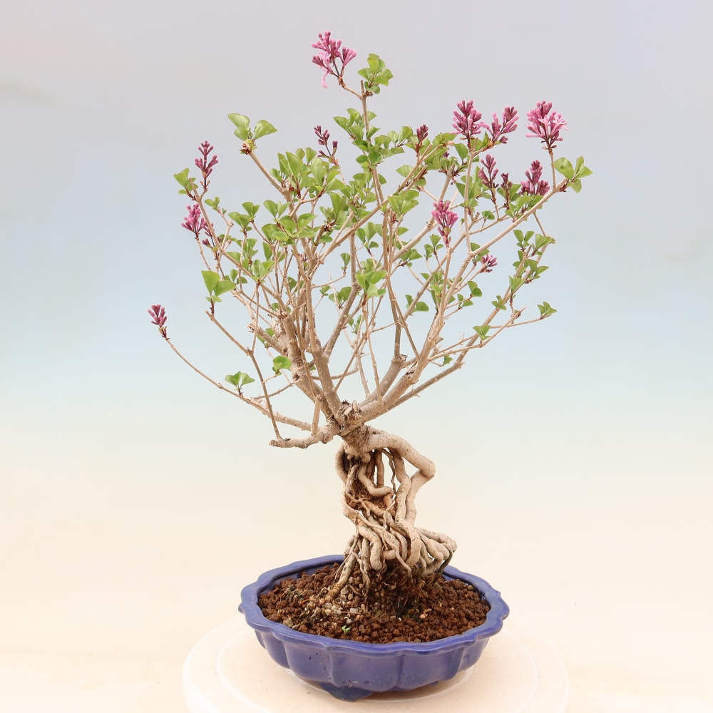 Venkovní  bonsai -  Syringa microphylla - malokvětý šeřík