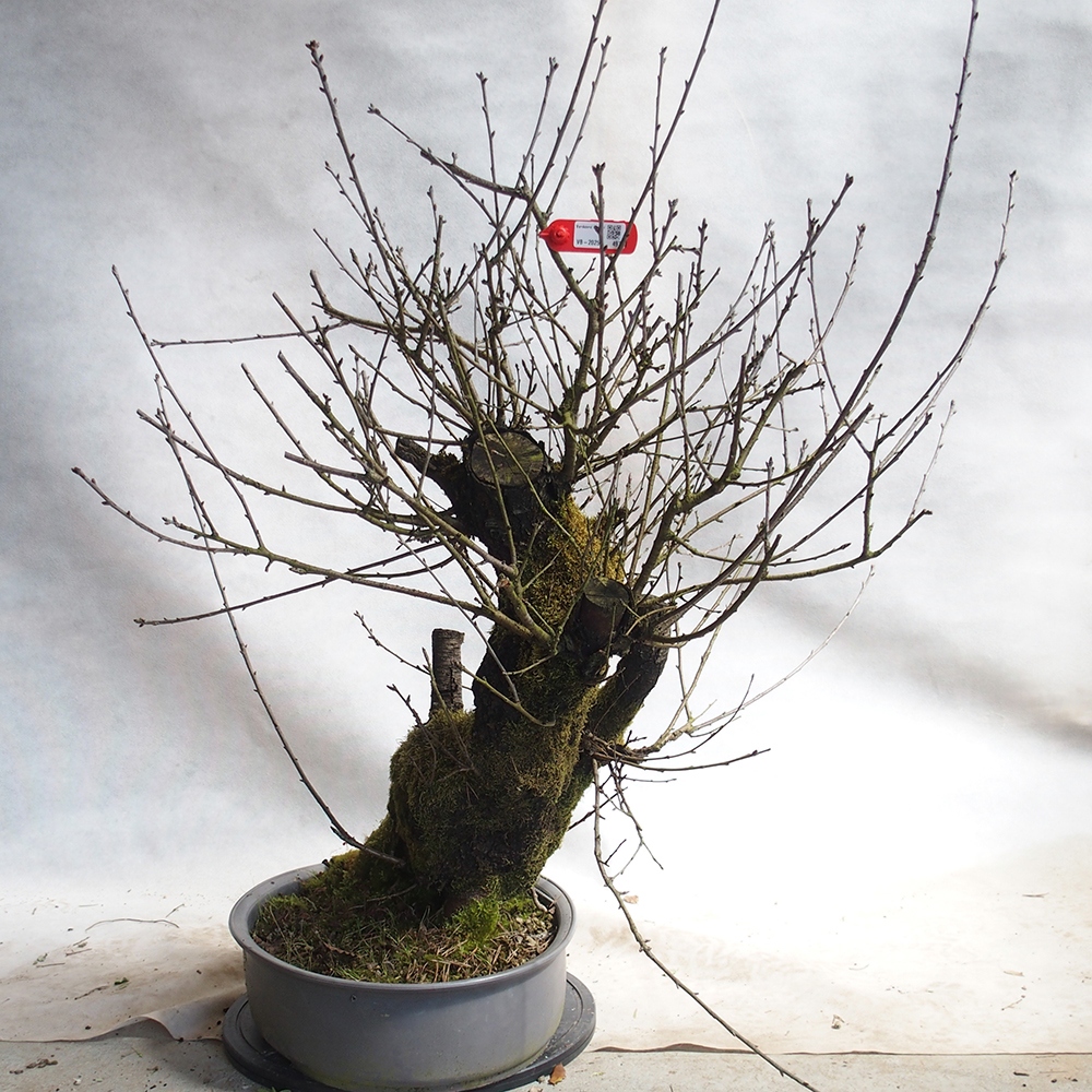 Venkovní bonsai -Mahalebka - Prunus mahaleb