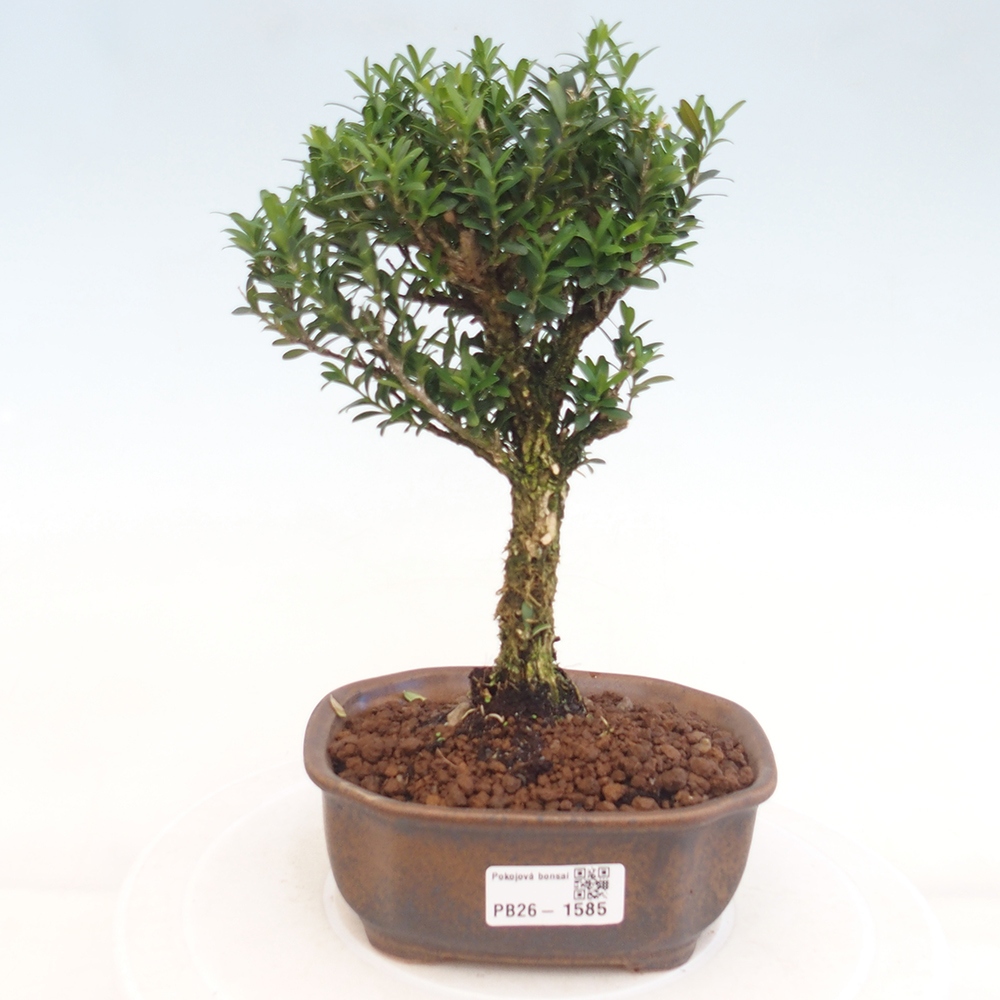 Pokojová bonsai - Buxus harlandii -korkový buxus
