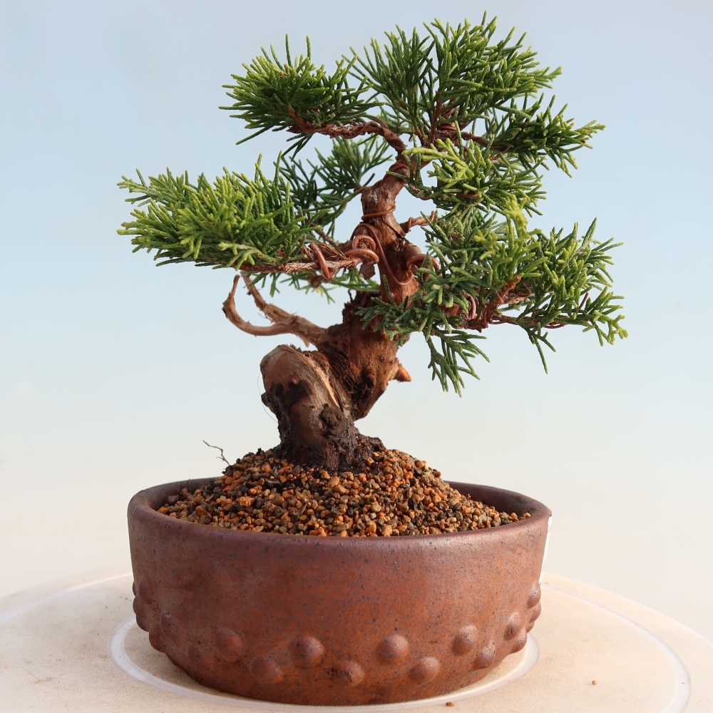 Venkovní bonsai - Juniperus chinensis Itoigawa -Jalovec čínský