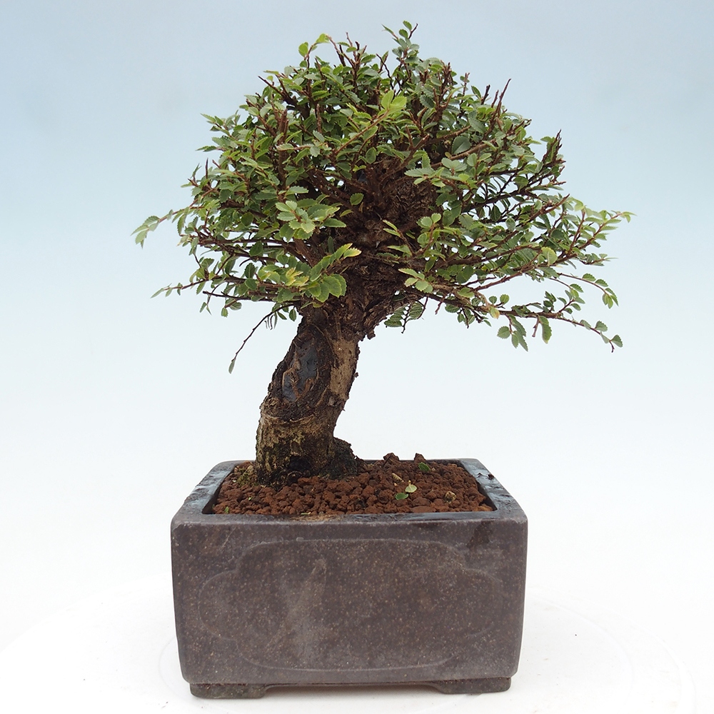 Venkovní bonsai - Ulmus parvifolia Hokkaido - jilm Čínský