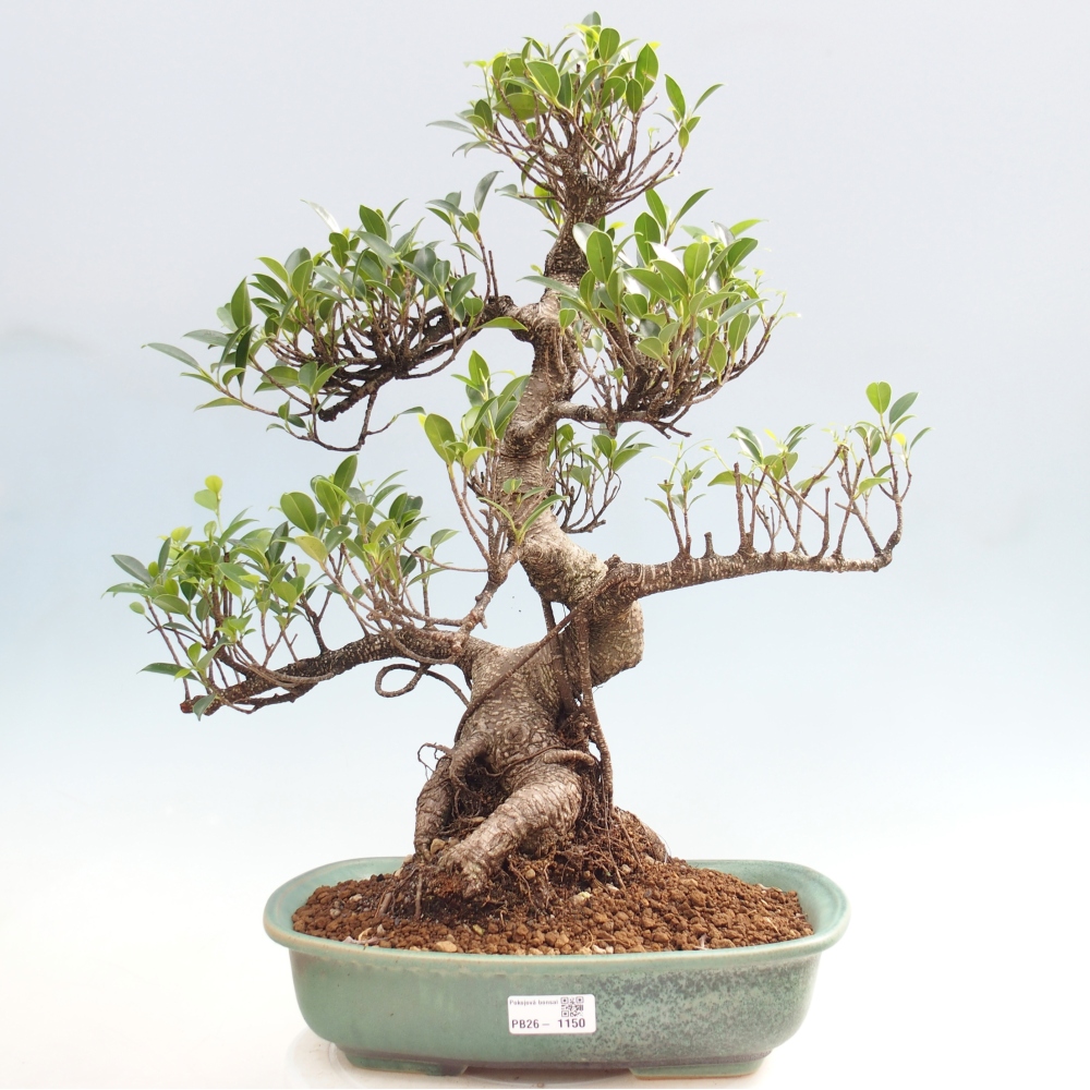 Pokojová bonsai - Ficus kimmen -  malolistý fíkus