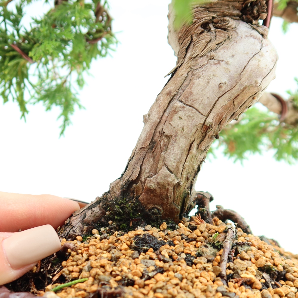 Venkovní bonsai - Juniperus chinensis Itoigawa-Jalovec čínský
