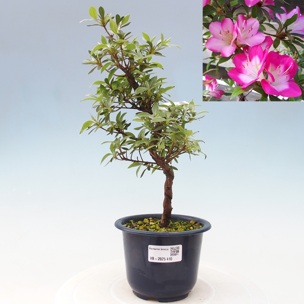 Venkovní bonsai - Japonská azalka - Azalea Reiko