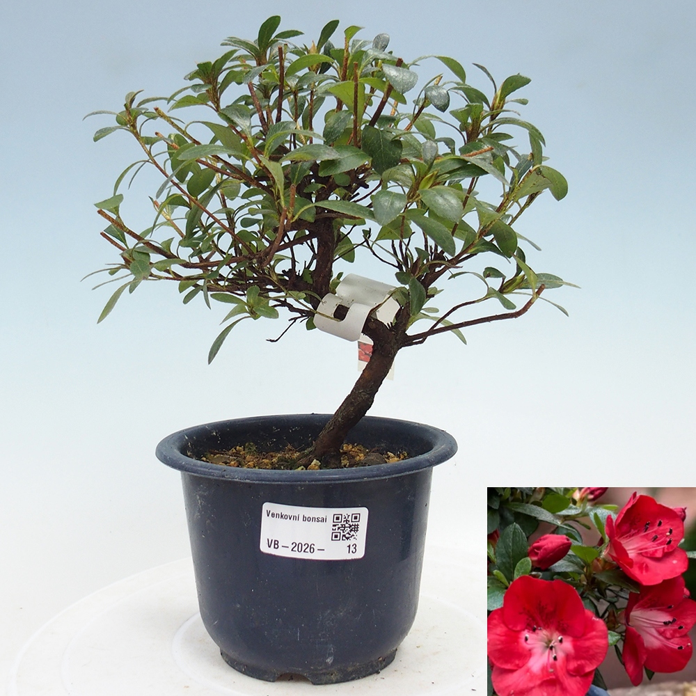 Venkovní bonsai - Japonská azalka - Azalea Benibeni