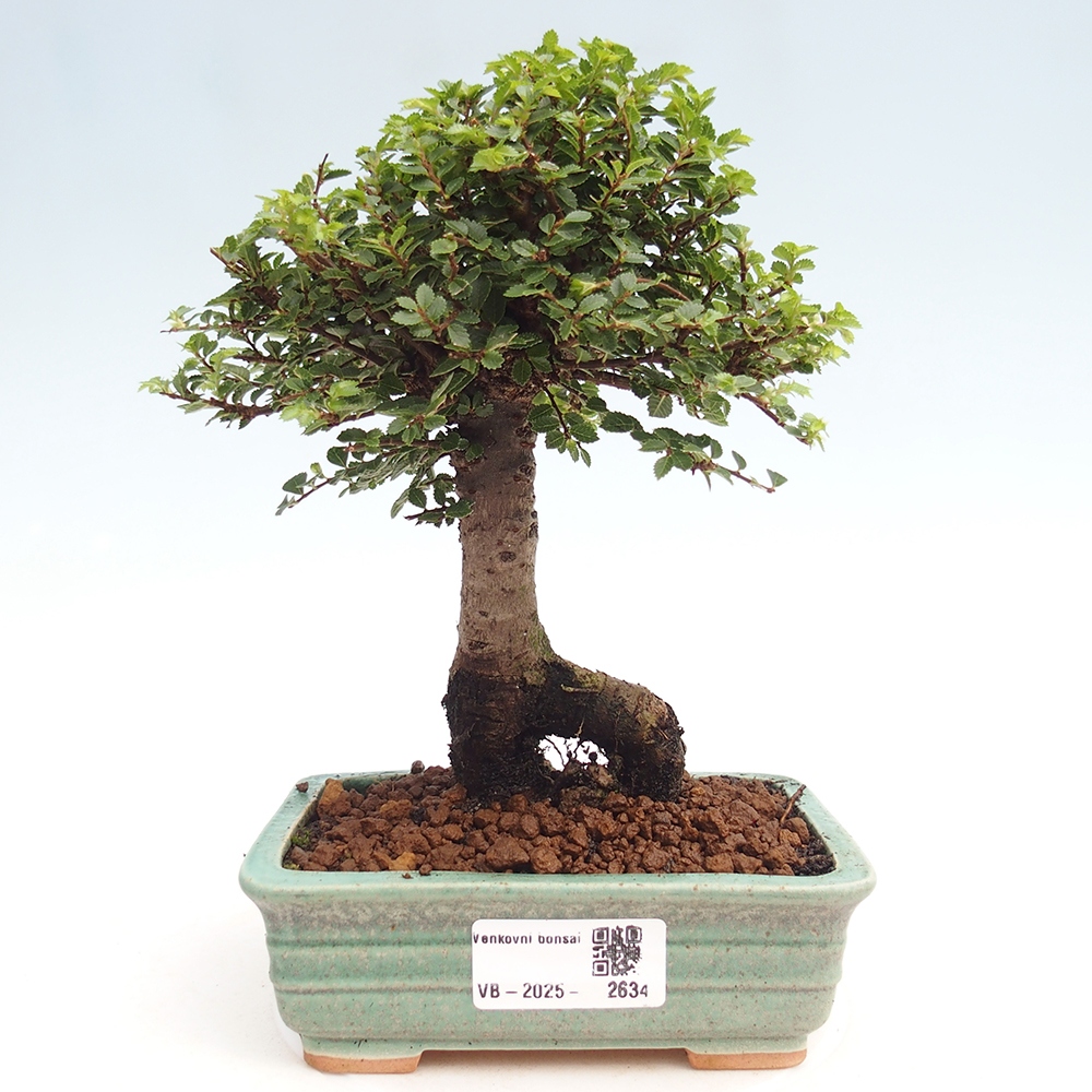 Venkovní bonsai - Ulmus parvifolia Hokkaido - jilm Čínský