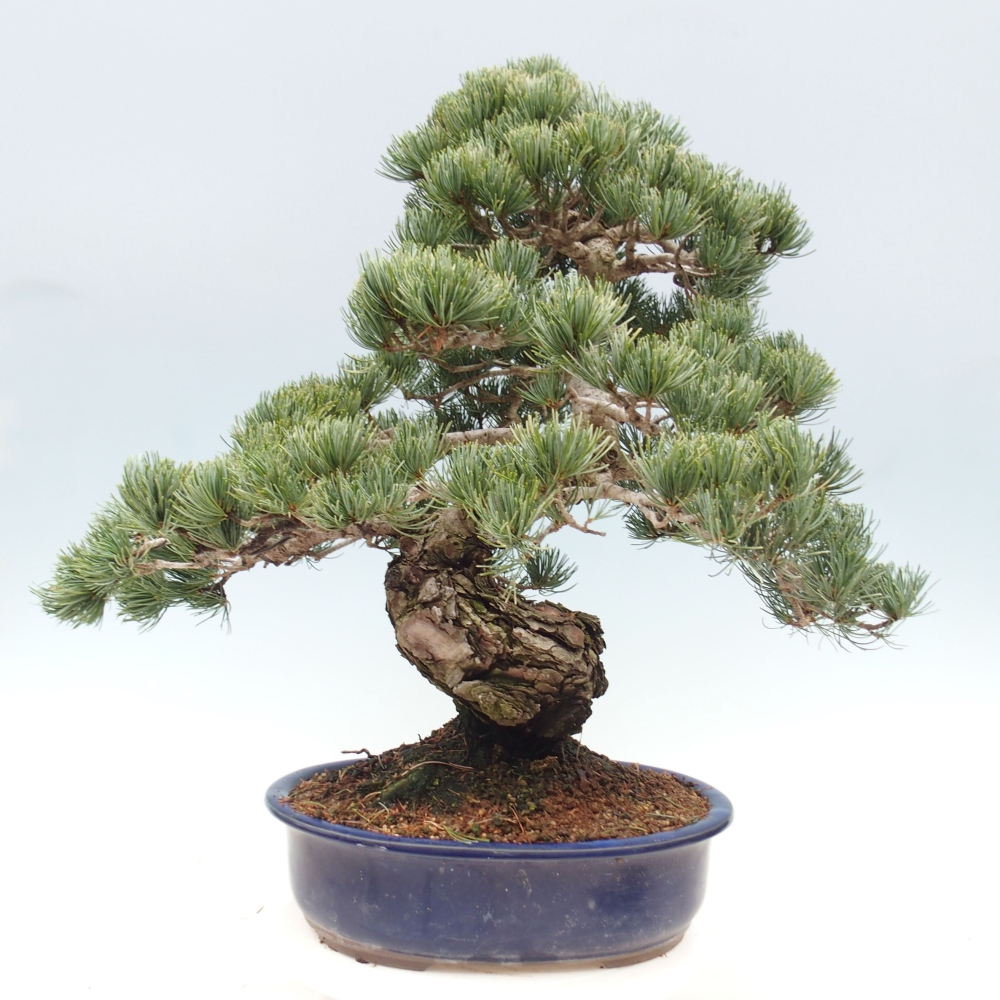 Venkovní bonsai - Pinus parviflora - Borovice drobnokvětá
