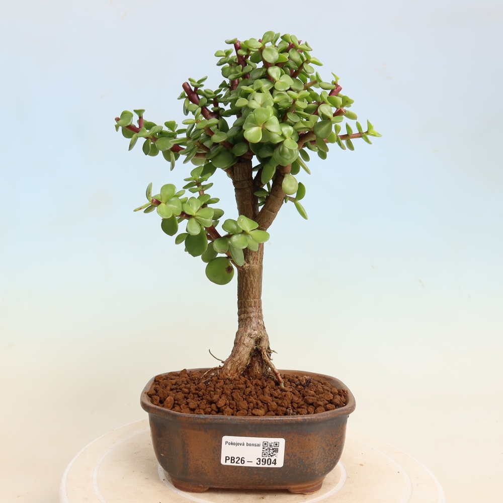 Pokojová bonsai - Portulakaria Afra - Tlustice