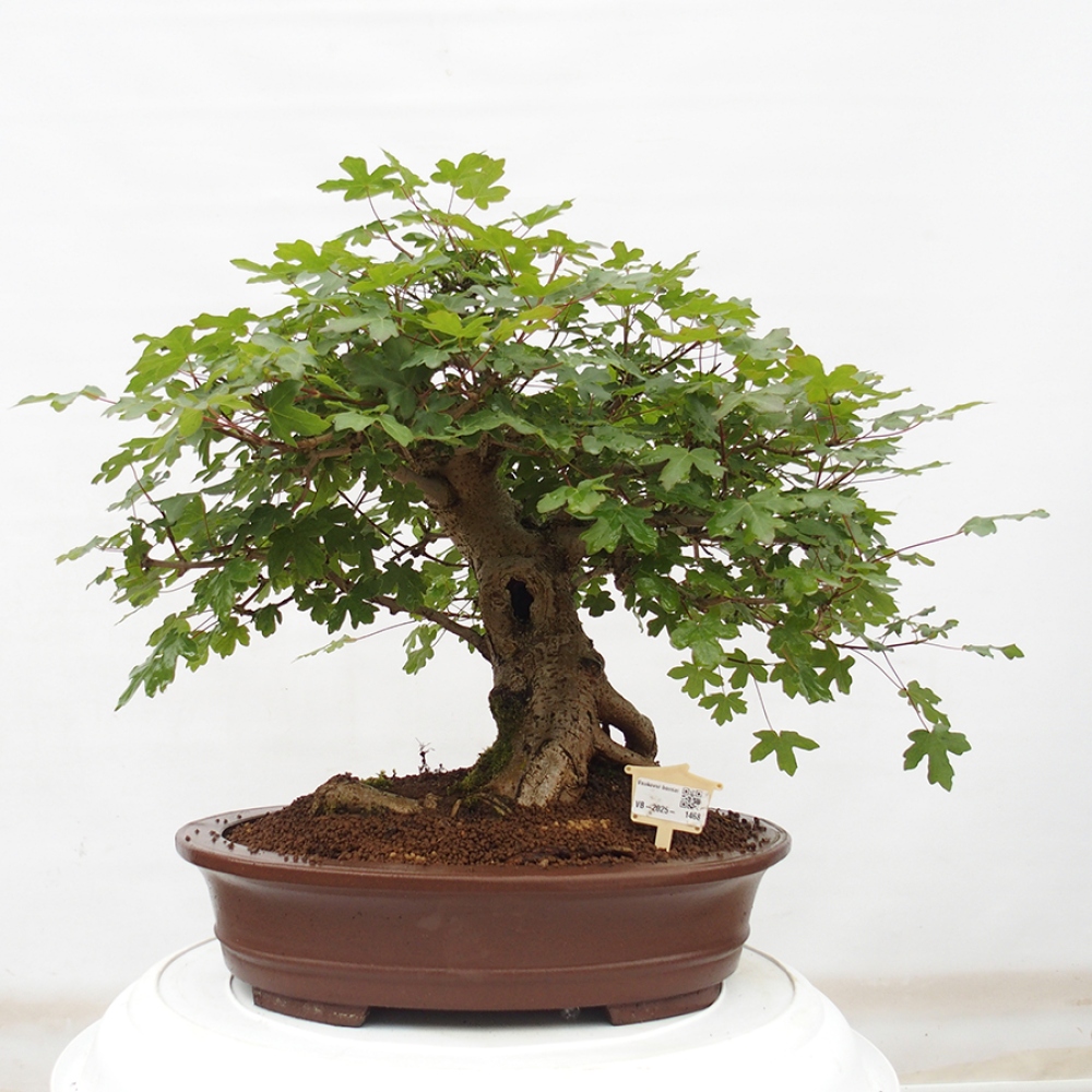 Venkovní bonsai - Acer Campestre - Javor babyka