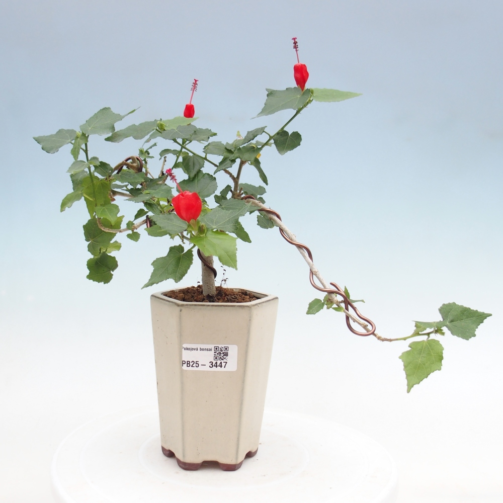 Pokojová bonsai - Malvaviscus arboreus - ibiškovec dřevnatý